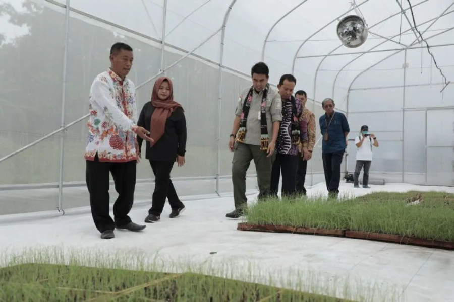 bawang merah probolinggo